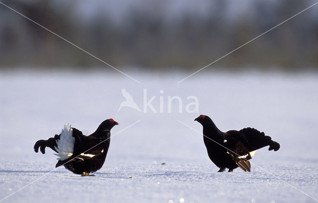 Black Grouse (Tetrao tetrix)