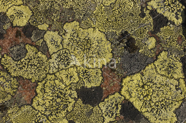 Lichen