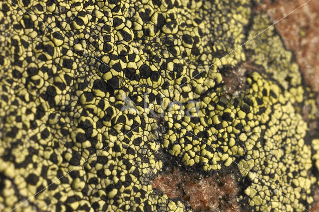 Lichen