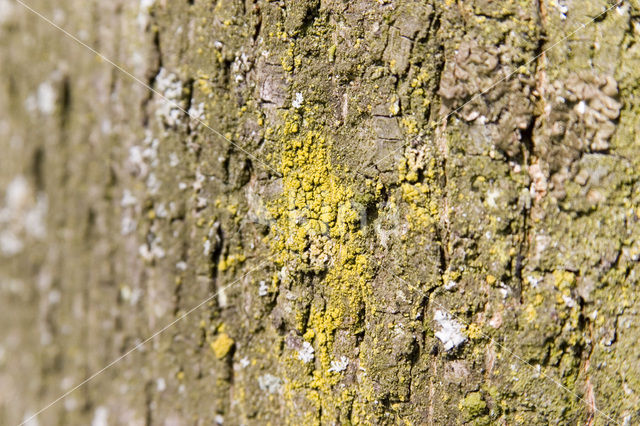 Lichen