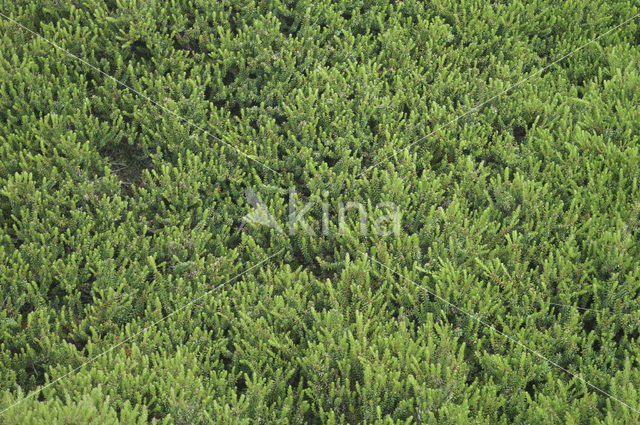 Black Crowberry (Empetrum nigrum)