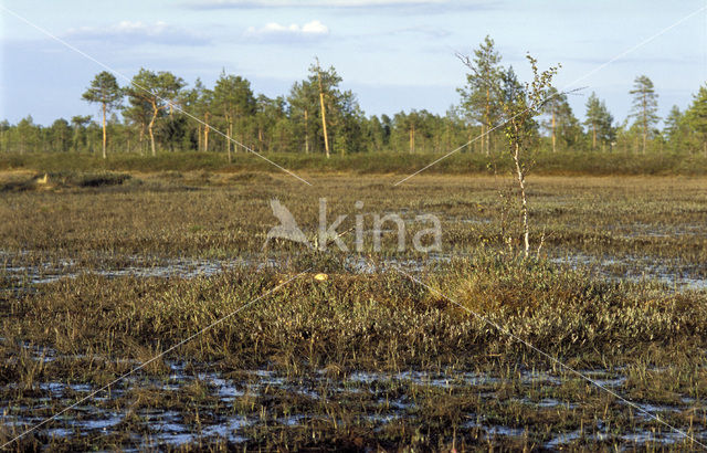 Common Crane (Grus grus)