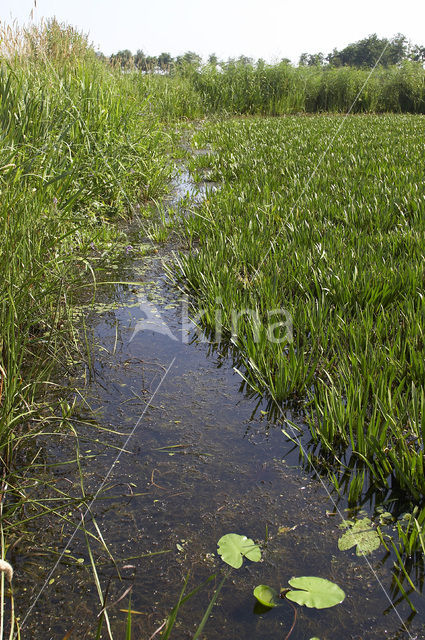 Watersoldier (Stratiotes aloides)