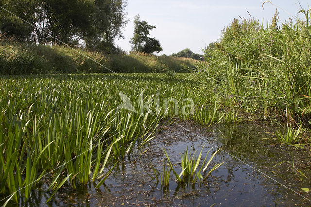 Watersoldier (Stratiotes aloides)