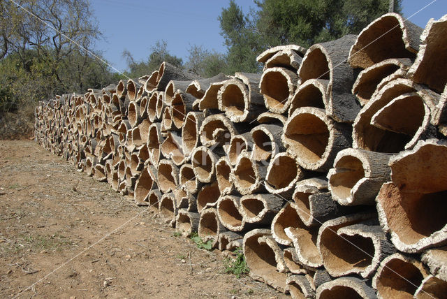 Amur corktree (Phellodendron amurense)