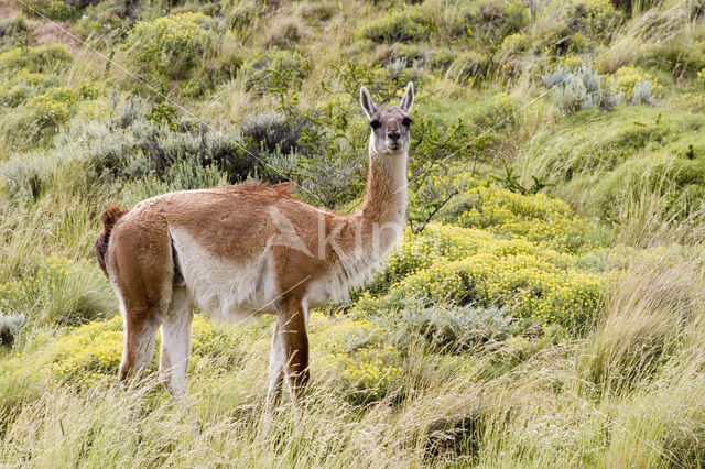 Lama (Lama glama)