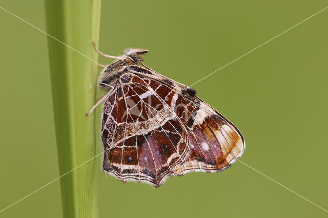 Landkaartje (Araschnia levana)