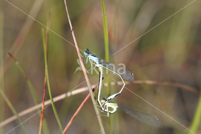 Blue-tailed Damselfly (Ischnura elegans)