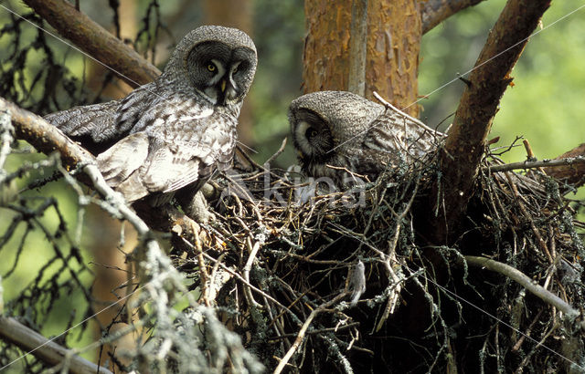 Great Grey Owl (Strix nebulosa)
