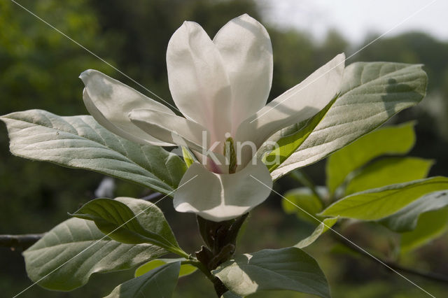 Magnolia (Magnolia spec.)