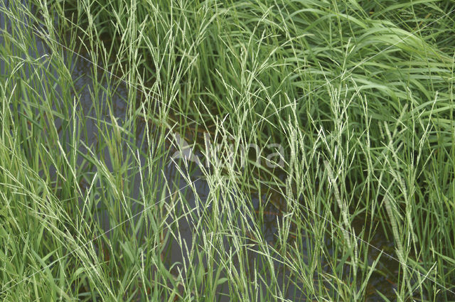 Flote-grass
