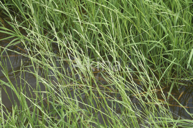 Flote-grass