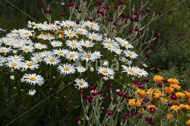 Marguerite (Chrysanthemum spec.)