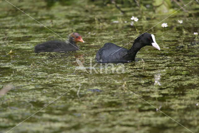 Meerkoet (Fulica atra)