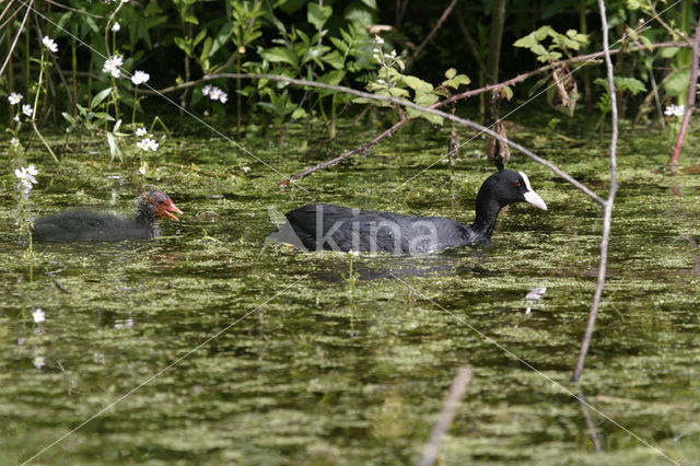 Common Coot (Fulica atra)