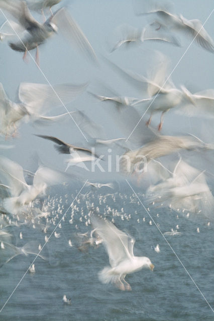 gull (Larus spec.)