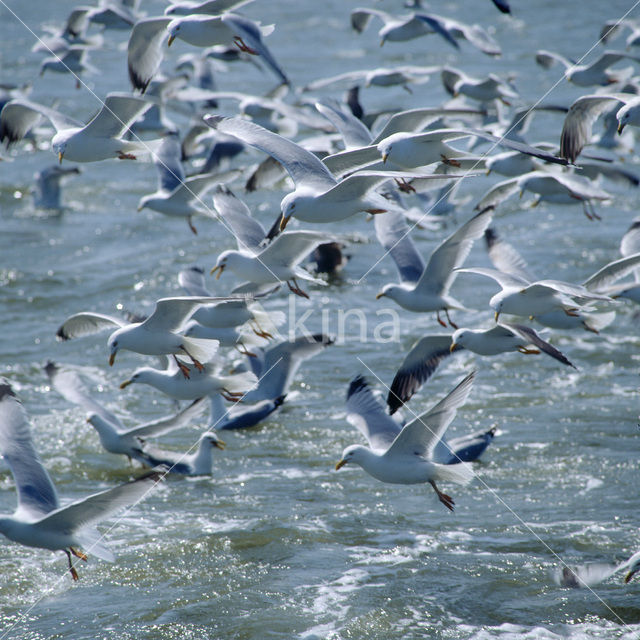 gull (Larus spec.)