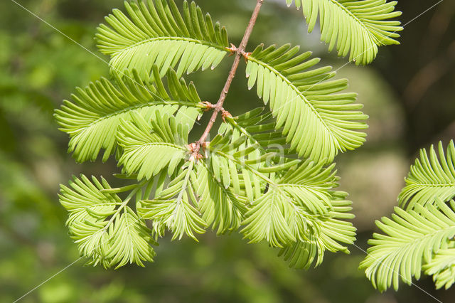 Moerascipres (Taxodium distichum)