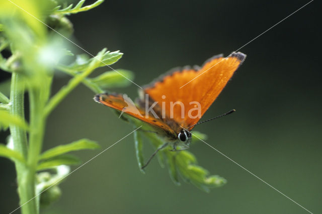 Scarce Copper (Lycaena virgaureae)