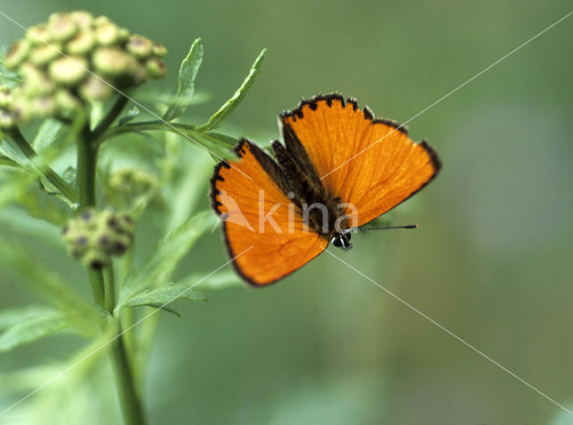 Morgenrood (Lycaena virgaureae)
