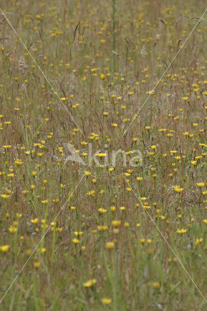 Muizenoor (Hieracium pilosella)