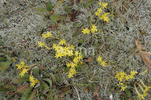 Biting Stonecrop (Sedum acre)