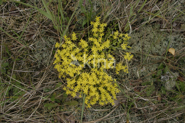 Biting Stonecrop (Sedum acre)