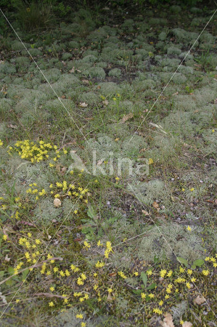 Biting Stonecrop (Sedum acre)