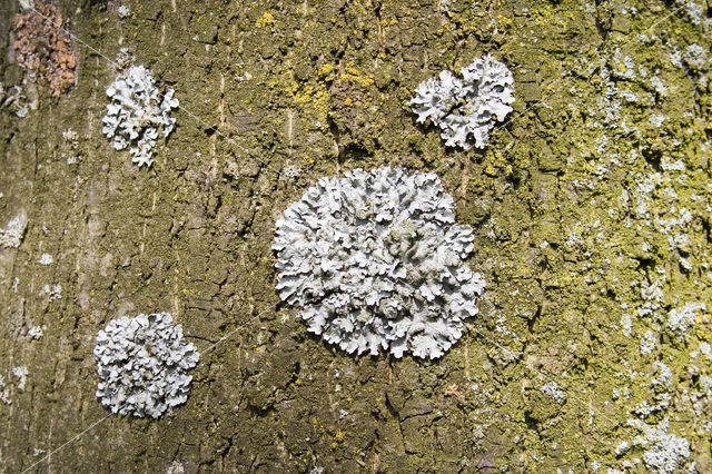 Muurschotelkorst (Lecanora muralis)