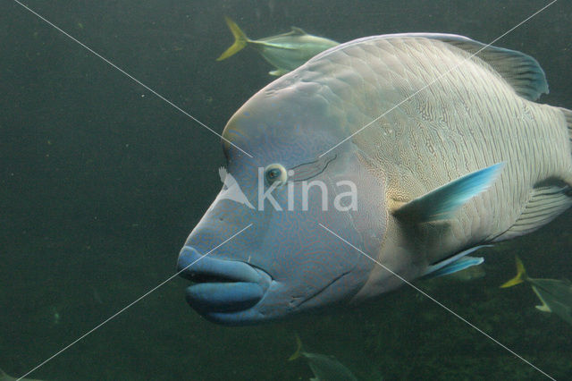 Humpback wrasse