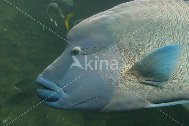 Humpback wrasse