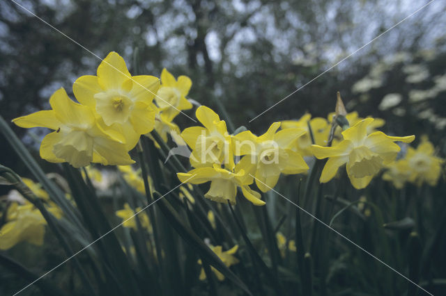 daffodil (Narcissus spec.)