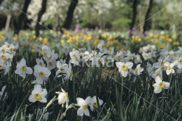 daffodil (Narcissus spec.)