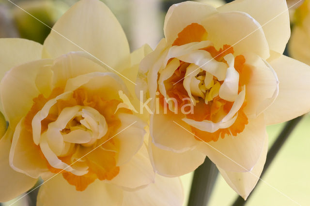 Narcis (Narcissus spec.)