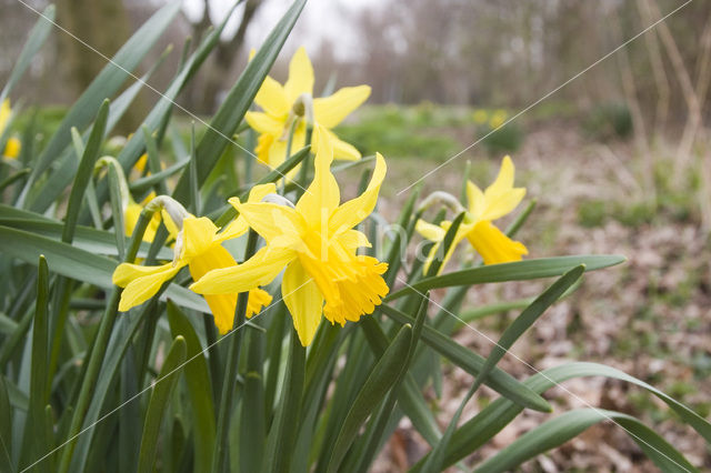 Narcis (Narcissus spec.)