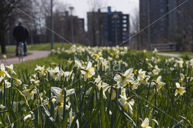 Narcis (Narcissus spec.)