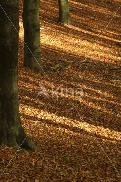 National Park Veluwezoom