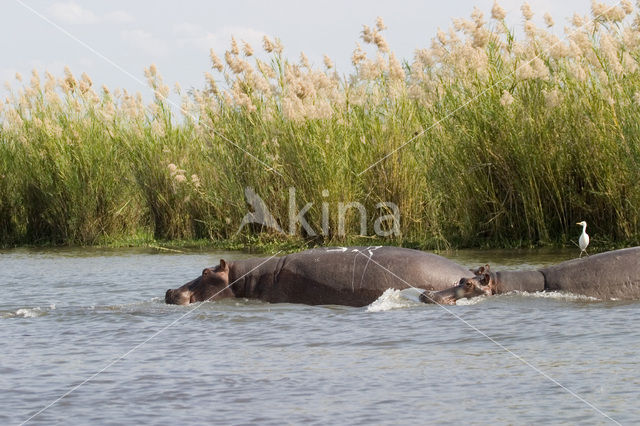 Nijlpaard (Hippopotamus amphibius)