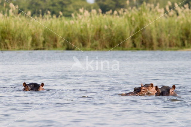 Nijlpaard (Hippopotamus amphibius)