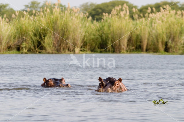 Hippopotamus (Hippopotamus amphibius)