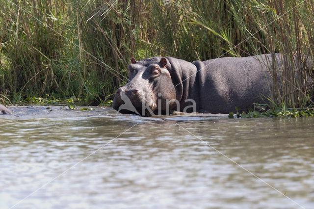 Nijlpaard (Hippopotamus amphibius)