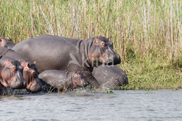 Nijlpaard (Hippopotamus amphibius)