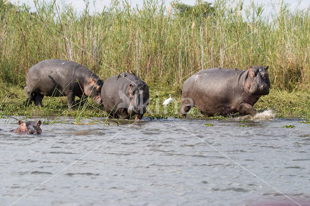 Nijlpaard (Hippopotamus amphibius)