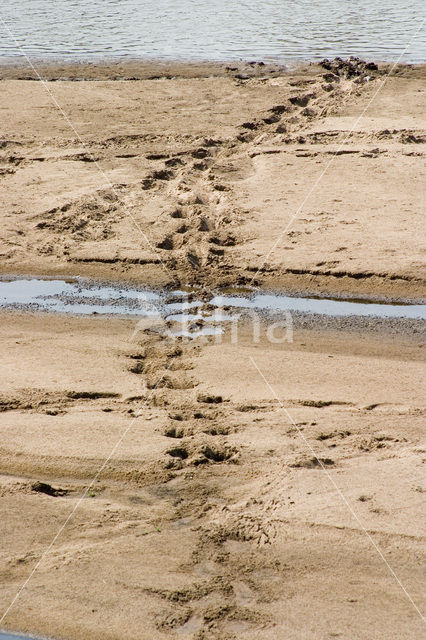 Hippopotamus (Hippopotamus amphibius)