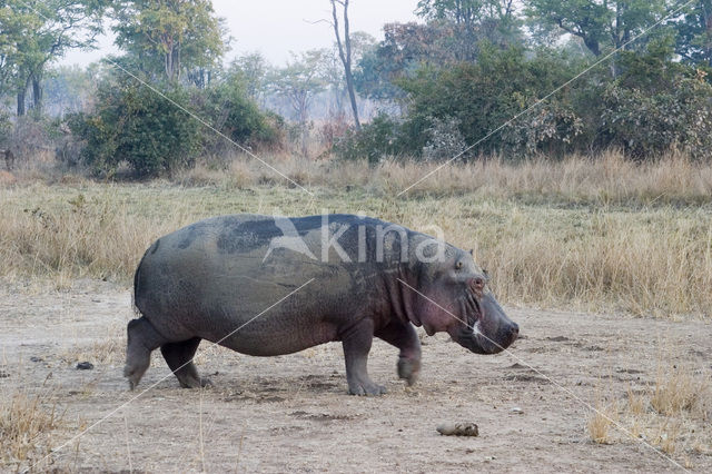 Nijlpaard (Hippopotamus amphibius)