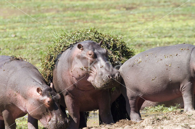 Nijlpaard (Hippopotamus amphibius)