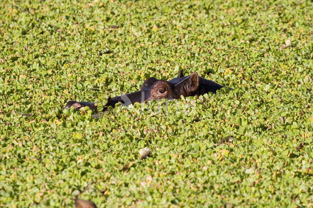 Hippopotamus (Hippopotamus amphibius)