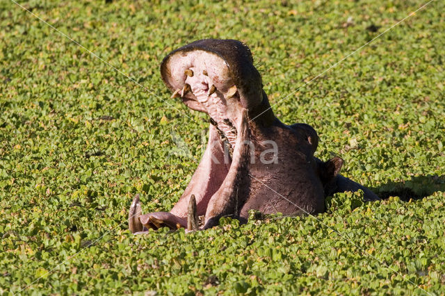 Nijlpaard (Hippopotamus amphibius)