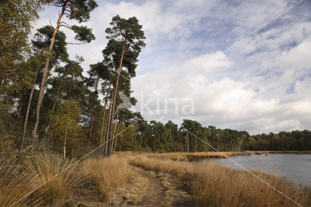 Oisterwijkse Bossen en Vennen