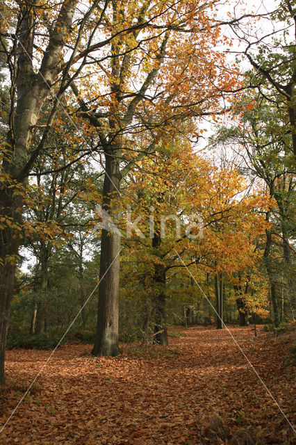 Oisterwijkse Bossen en Vennen